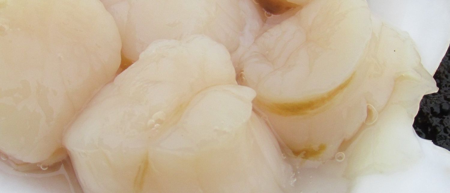 Scallop adductor in the
   shell