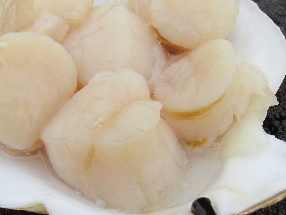 Scallop adductor muscle in the shell, Mutsu Bay