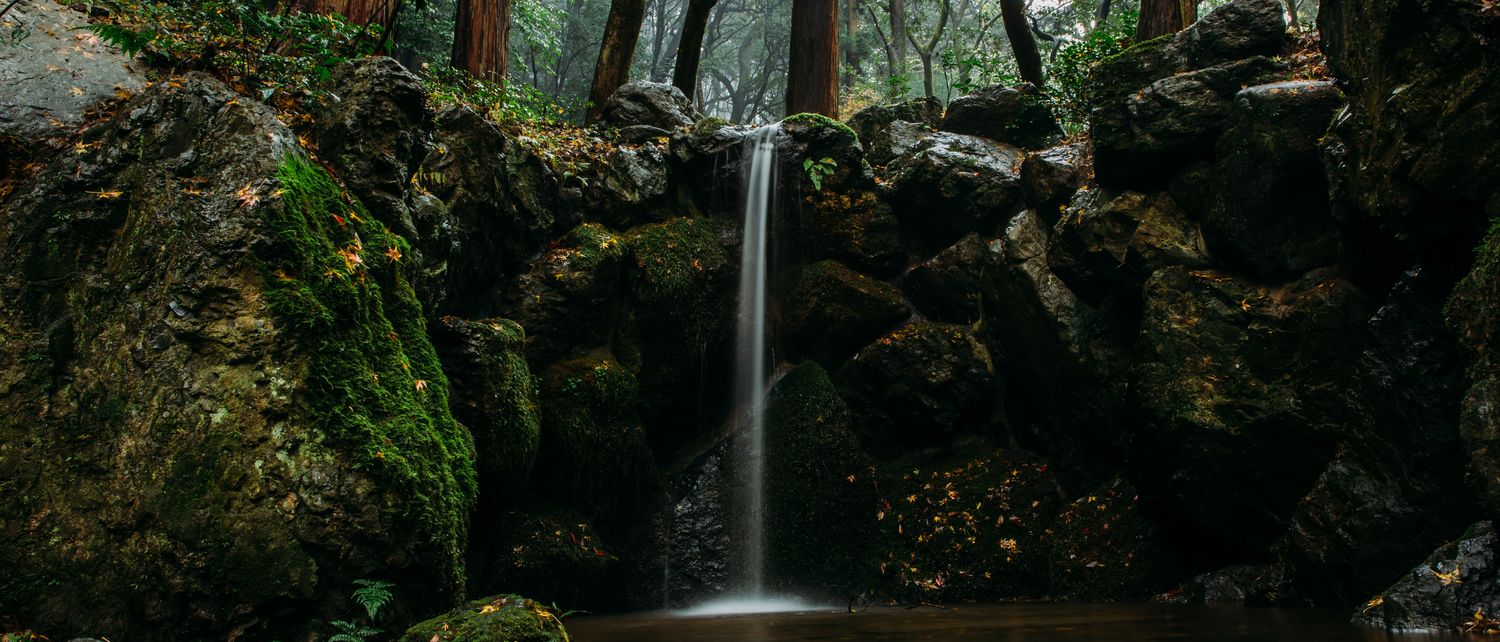 Spring water falling through moss and rock