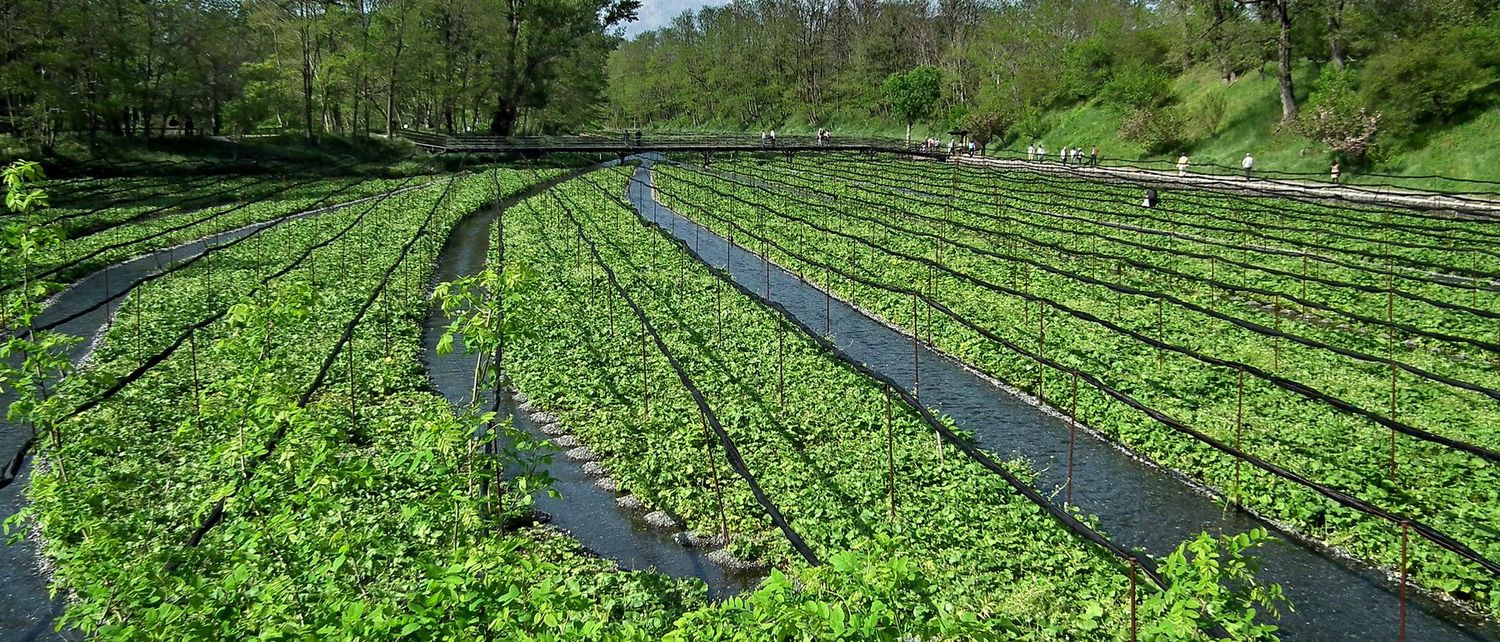 Terraced wasabi beds under cultivation