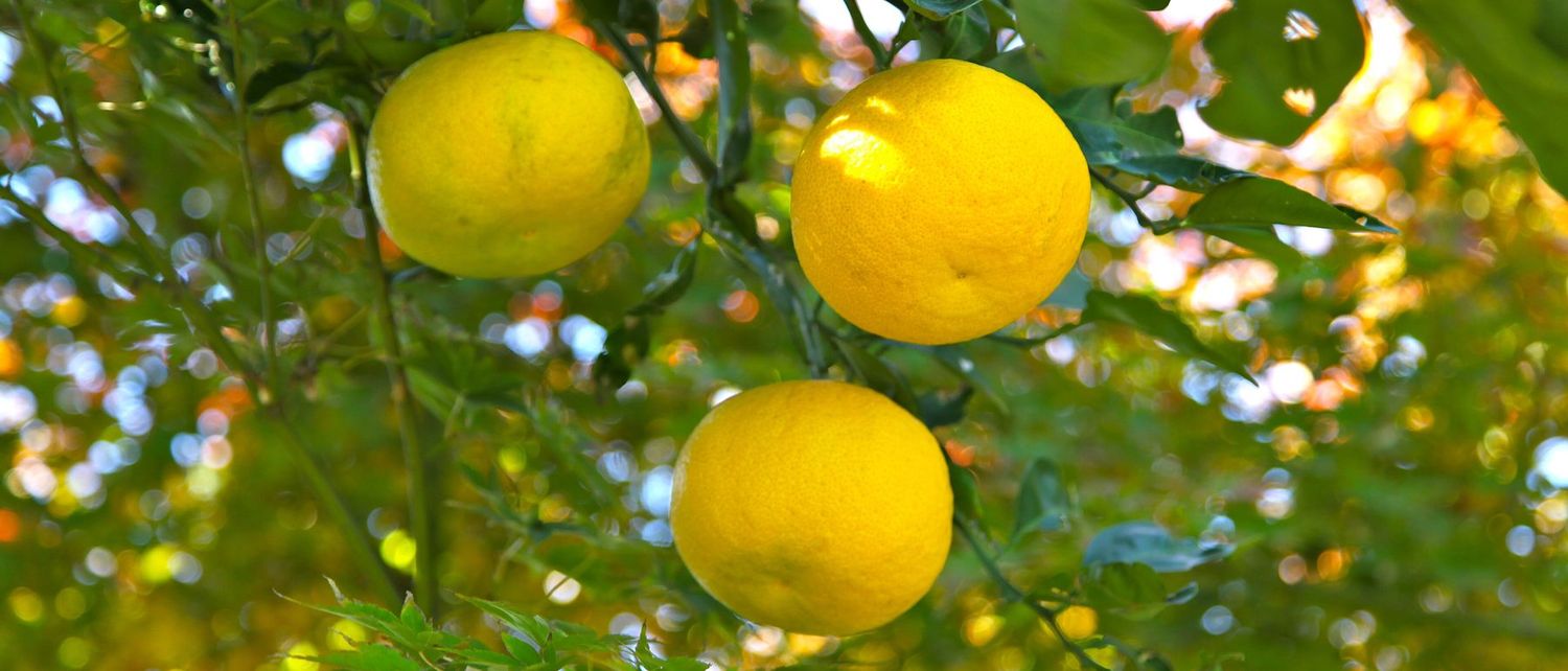 Yuzu ripening on the tree